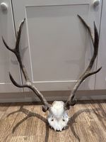 Large Red Deer Stag Antler Horn skull