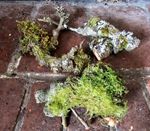 mini moss logs x 3 for vivarium, terrarium, insect environments