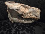 7.55" Fossil Oreodont (Merycoidodon) Skull - South Dakota. Bought from fossilera