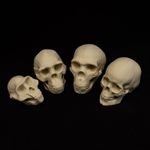 Human Skull Evolution Set – Life size -Lucy to Human – 4 Replica Skull Bundle