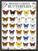 British Garden Butterflies Of The UK A4 Butterfly Identification Print