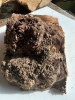 Maple Burr,maple Burl,burr Maple,burr Wood,free Delivery 