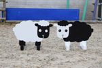 Sheep Show Jump Fillers - Horse Jumps