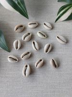 Job Lot of 14 Natural Cowrie Shells - Cut Backs for Crafting, Jewellery Making