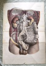 Rare 19th C Large Plate Engraving Traité complet de l'anatomie de l'homme 1836