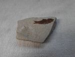 FISH FOSSIL  ~ A FIND FROM AN AUCTION HOUSE ~ DO SEE IMAGES