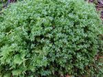 Sustainably Sourced Live Wild Swan's Neck Thyme Moss Mnium Horum 10 x 10cm