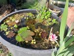 WATER PLANTS. IDEAL FOR A TUB OR WHISKY BARREL. X 11 PLANTS +  🐌 