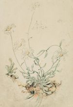 E. STEPPES (1873-1968), wild flowering daisies, 1920, pen drawing