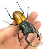 Stag Beetle Odontolabis mouhoti SET x1 A1- Entomology Insect Specimen *NICE* D1