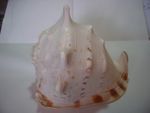 GENUINE CONCHE SHELL-MASSIVE Biggest Have Ever Seen-VERY GOOD CONDITION-C-1954