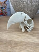 Replica Macaw Parrot Skull Animal Bones Specimen Taxidermy Artificial Bone