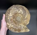 Proceratites Ammonite Fossil