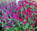 10 x Plug Plants Rose Campion  Hardy Clump forming  Perennial Cottage Garden