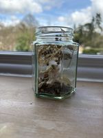 Freshly Caught Elf - Freshly Caught Fairy Folk