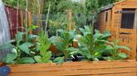 GOLDEN VIRGINIA or BURLEY TOBACCO Seeds  - more than 1000s. Time to grow now.