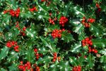 20 Holly Hedging Plants 40-60cm Native Evergreen Ilex Aquilfolium Fast Growth