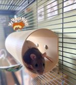 Rat Tunnel, Mice Tunnel, Hamster Tunnel, Rat Platform, Small Animal Accessories