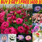 Flower Seeds UK Grow Your Own Outdoor Plants Borders | Water Lily Eustoma Lotus