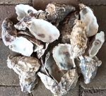 25 x Medium/Large Natural Oyster Shells Cups Art Supply Decoupage 7-11cm