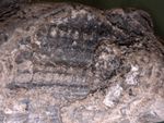 Fossilized Impression of an Ancient Marine Organism