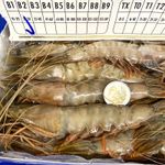 FRESH SHRIMPS 2 KG = 40 PIECES (JUMBO SIZE)