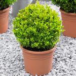 Buxus Ball 20cm Diameter Common Box Boxwood Garden Topiary Real Evergreen Shrub