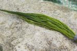 Ranunculus aquatilis (water crowsfoot) - oxygen plant - pond plant - water pl...