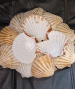 30 NATURAL SCALLOP SHELLS UK SUPPLIED 10-11 cmPerfect for Arts Crafts 