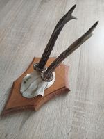 vintage Real  Skull with Horns, white bone, animal skull. Original 1970-80s. 05