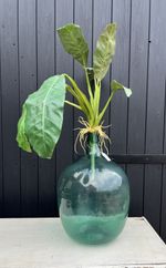 Large Vintage Bottle Green Glass Carboy