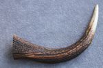 RED DEER ANTLER TIP TINE SECTION FOR A HANDLE