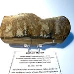 cotham marble, stromatolite, landscape stone, polished, upper Triassic, CM3