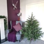 Factory Seconds: 5ft (153cm) Christmas Tree  Glenshee Spruce PE/PVC Natural Look