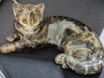 Winstanley Ceramic Cat Ornament Figurine Reclining Tabby, Glazed Amber Eyes