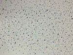 White Sparkle 1000mm Wide Shower Panels 1m x 2.4m Wet Wall Panel Cladding 10mm