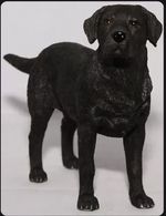 Black Labrador Dog Ornament Figurine Standing Dog Studies Range by Leonardo