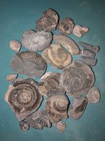 Whitby Fossil Joblot: Ammonite Negative Impressions, Gryphaea & Belemnites