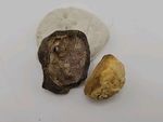 Real Permineralized Avain Bird Half Egg Fossil  W Embryo Yolk 