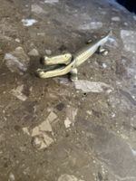 Vintage Brass Crocodile Nutcracker 