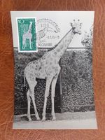 Maximum card GDR Mi. 1093, 10 years Tierpark Berlin-Angola giraffe, SST
