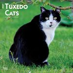Tuxedo Cats 2027 Calendar | Square 30cm x 30cm | 100% Plastic Free