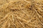 Natural Wheat Straw Perfect for Small Animal Bedding & Nesting - Rabbits Guineas