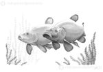 TENCH II 'Tincas Cruising' Fishing Tenchfisher Art Drawing Print Angling Picture