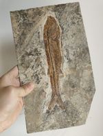 Big Ancient Fish Fossil Slab, Well‑Preserved Fish Skeleton Fossil Rock Sample