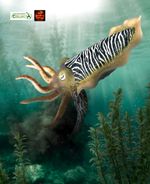 Cuttlefish Sealife Toy Model Figure by CollectA 80009 for Sealife display New