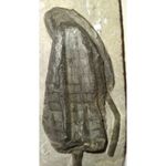 EXTINCTION- Cupressocrinus CRINOID FOSSIL  - TOP QUALITY!