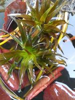 3 Crab Shears Crab Shears Beautiful Plants Strong Pond Plants Mini Pond