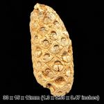 Fossil pine cone, western sahara, eocene age