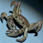 Japanese collect old bronze Exquisite crab